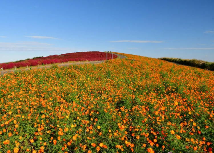 Crested Red Cosmos (Photo Taken: October 13, 2024; Image: Hitachi Seaside Park)