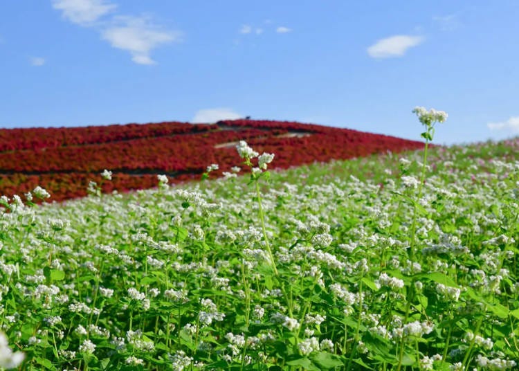 Miharashi-no-Sato Soba (Photo Taken: October 20, 2024; Image: Hitachi Seaside Park)