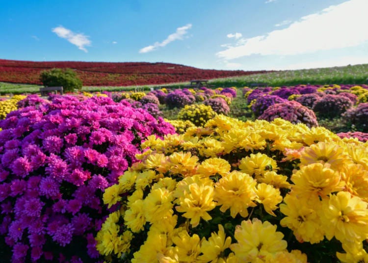 Miharashi-no-Sato Multiflora Mums (Photo Taken: October 20, 2024; Image: Hitachi Seaside Park)