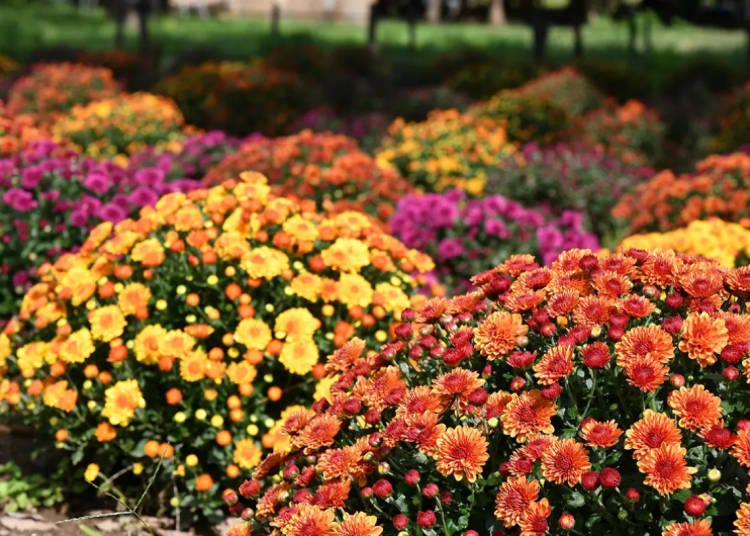 Photo Taken: October 19, 2024 (Image: Hitachi Seaside Park)