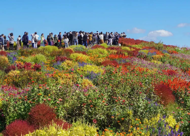 Welcome Garden (Photo Taken: October 20, 2024; Image: Hitachi Seaside Park)
