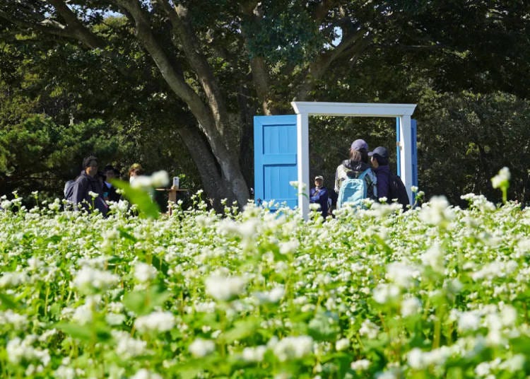 Entrance to the Flower Field (Photo Taken: October 20, 2024; Image: Hitachi Seaside Park)