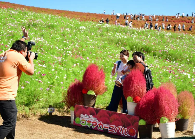Photo Service (Photo taken on October 13th, 2024; Image: Hitachi Seaside Park)