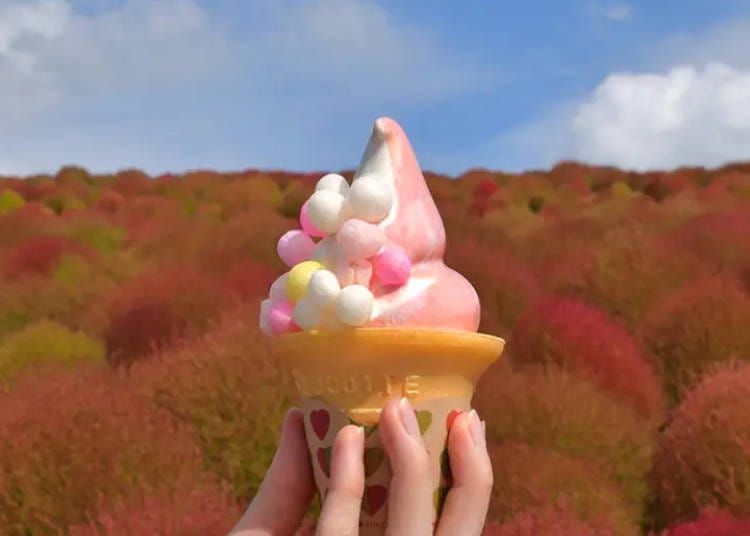 Marukoro Kochia Softcream (Image: Hitachi Seaside Park)