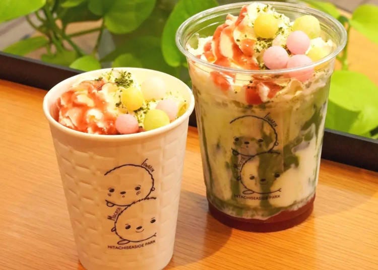 Kochia Latte (Image: Hitachi Seaside Park)