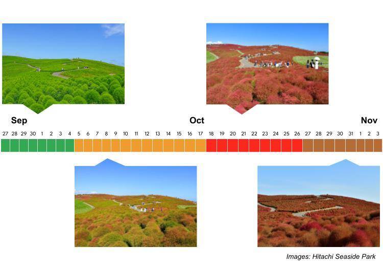(Images: Hitachi Seaside Park)
