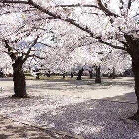 1-Day Snow Monkeys & Cherry Blossoms in Nagano Tour
Details & Bookings ▶
(Image: Viator)
