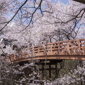 2-Day Tour: Takato Cherry Blossoms & Historic Villages
Details & Bookings ▶
(Image: KKday)