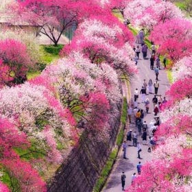 Hanamomo Kaido and Starry Night Skies 2 Day Bus Tour from Tokyo
Details & Bookings ▶
(Image: KKday)