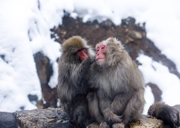 January is a great time to see Nagano’s famous snow monkeys (Image: PIXTA)