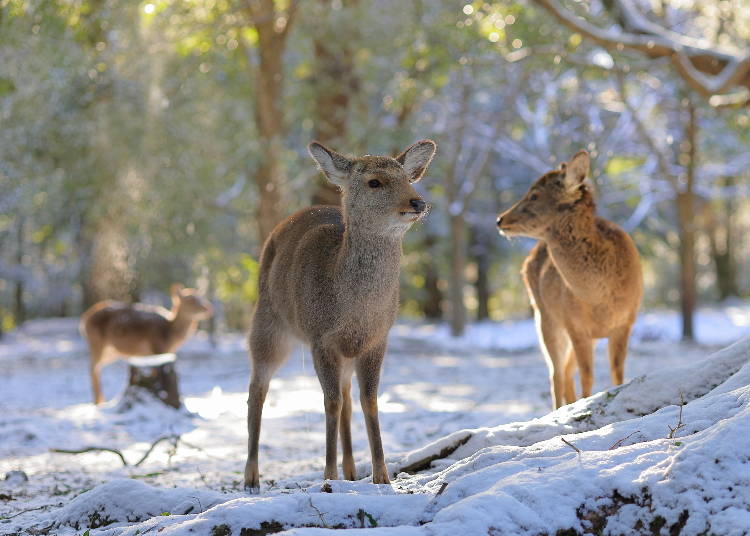 You might see Nara’s famous deer in the snow in January (Image: PIXTA)