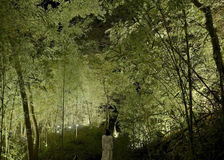 The musical experience shifts with your walking speed and pace. teamLab Bamboo Forest of the Deep Valley (Photo © teamLab)