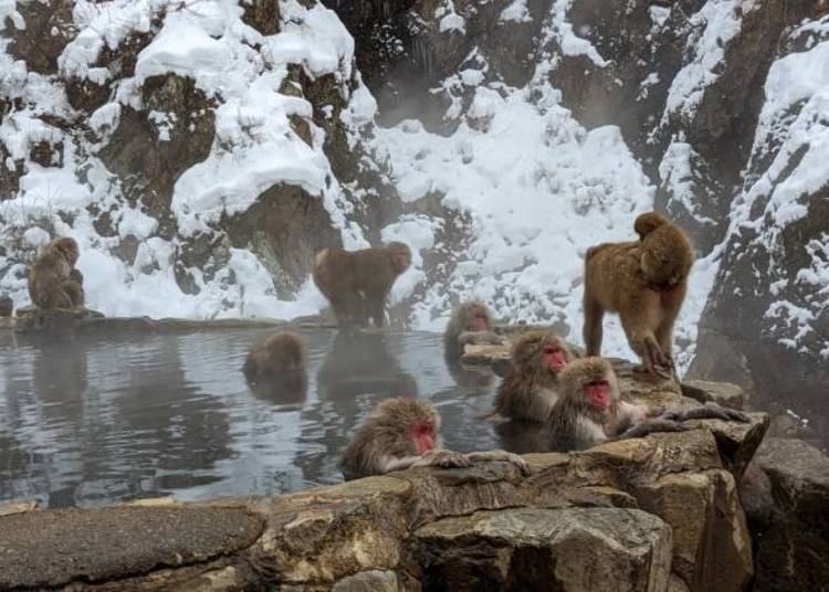 Jigokudani Monkey Park