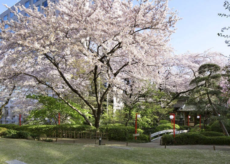 Enjoy the Four Seasons in the Japanese Garden