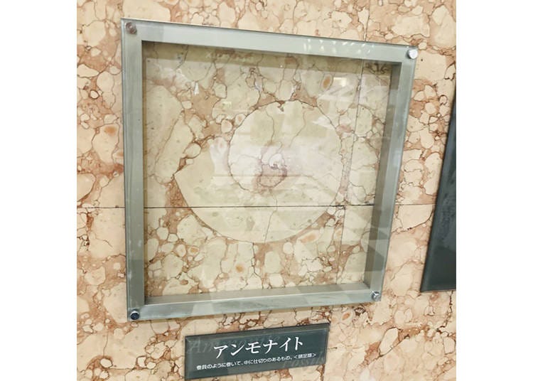 6. Ammonite Fossils Inside a Department Store?!