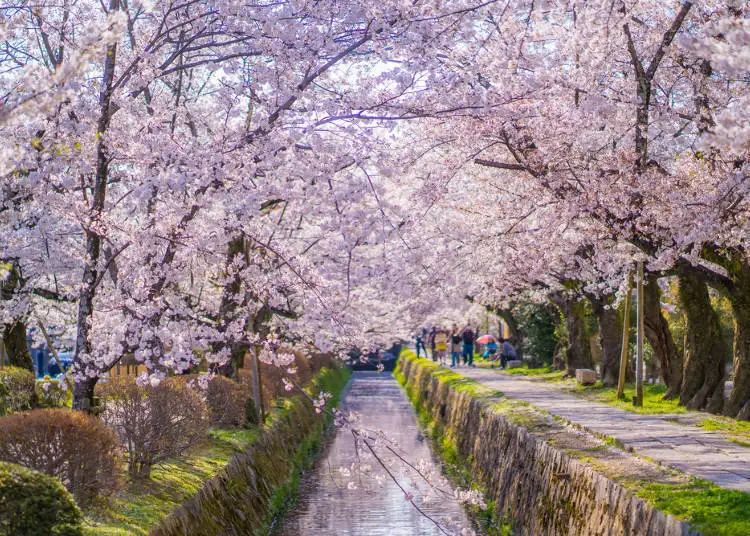 Scenery of the Sakura Season at Kyoto's 'Philosopher's Path'. Image: LIVE JAPAN article a0004907