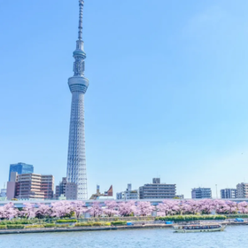 Tokyo Cherry Blossom Half Day Tour (Sumida River Cruise, Asakusa, Ueno Park and more)
▶Click to Book
Image: Klook