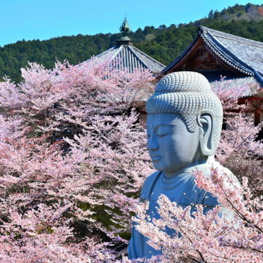 Cherry Blossom Buddha and Mt.Yoshino with Strawberry Picking Tour
▶Click to Book
Image: Klook