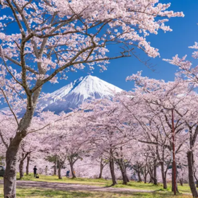 Mt. Fuji Sakura & Ropeway & Fruit Picking Tour
▶Click to Book
Image: Klook