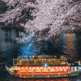 Tokyo Cherry Blossom Season: Japanese-style Yakatabune Cruise
▶Click to Book
Image: Klook