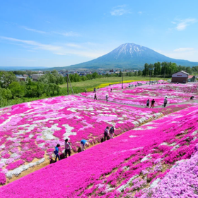 "Hokkaido Fuji" Niseko Lake Cherry Blossom Viewing Tour from Sapporo
▶Click to Book
Image: Klook