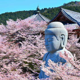櫻花大佛＆吉野山之旅（含草莓採摘）
▶點擊預約
圖片提供：Klook
