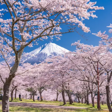 富士山打卡一日遊（含春季櫻花＆河口湖纜車＆水果採摘吃到飽）
▶點擊預約
圖片提供：Klook