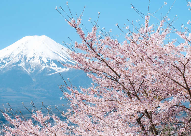 日本賞櫻之旅：最佳景點與旅遊套裝行程