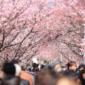 Street Food and Cherry Blossom Viewing in Tokyo (3 Hr)
Details & Bookings ▶
(Image/Activity provider: Klook)