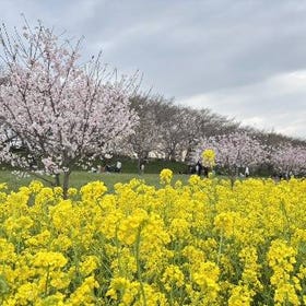 Tokyo Sakura Day Trip: Kawagoe Hikawa Shrine & Gongendo Embankment
Details & Bookings ▶
(Image/Activity provider: KKday)