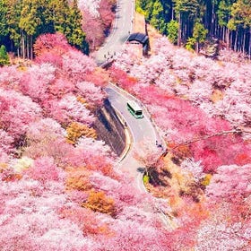 Classic Nara Cherry Blossom Tour: Nara Park & Todai-ji Temple & Mount Yoshino Thousand Cherry Trees Day Trip
Details & Bookings ▶
(Image/Activity provider: Klook)