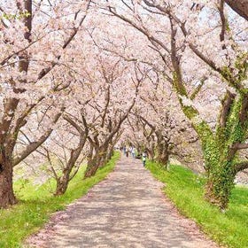Fukuoka Sakura Day Trip: 5 Beautiful Blossom Spots in Kyushu
Details & Bookings ▶
(Image/Activity provider: KKday)