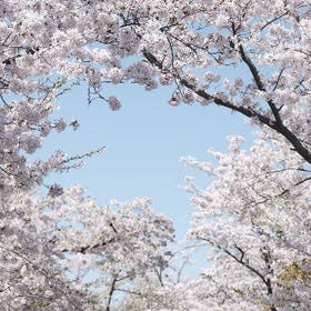 Momen Terbaik Sakura Sapporo: Tur Sakura Seharian dengan Pemandu
Detail & Pemesanan ▶
(Foto/Penyelenggara aktivitas: Klook)