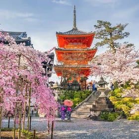 Keindahan Ikonik Kyoto dalam Sehari: Hutan Buluh, Golden Pavilion & Lebih
Butiran & Tempahan ▶
(Gambar/Pembekal aktiviti: Klook)