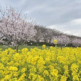 ทริปซากุระวันเดียวจากโตเกียว: Kawagoe Hikawa Shrine & Gongendo Embankment
รายละเอียดและจอง ▶
(ภาพ/ผู้ให้บริการกิจกรรม: KKday)