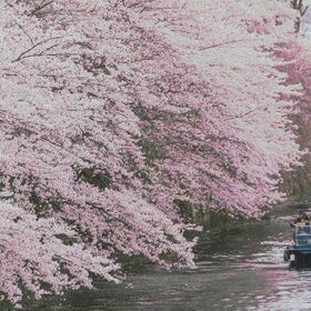 ล่องเรือชมดอกซากุระแม่น้ำ Meguro
รายละเอียดและจอง ▶
(ภาพ/ผู้ให้บริการกิจกรรม: Klook)