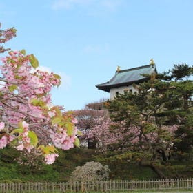 限定春季：北海道賞櫻2日遊&mdash;&mdash;松前、函館等地
詳情與預訂 ▶
（圖片／活動提供：KKday）