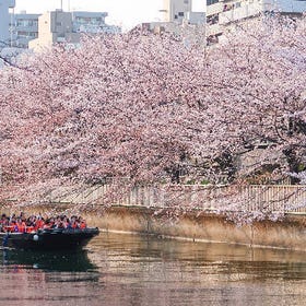東京賞櫻迷你遊船：橫十間川親水公園與隅田川之旅
詳情與預訂 ▶
（圖片／活動提供：KKday）