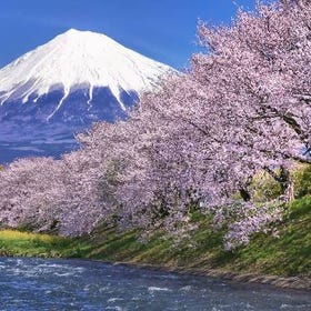 富士山賞櫻與採茶體驗之旅，新打卡攝影景點
詳情與預訂 ▶
（圖片／活動提供：Klook）