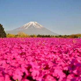 從東京出發：富士山攝影景點與芝櫻/賞櫻一日遊
詳情與預訂 ▶
（圖片／活動提供：Klook）