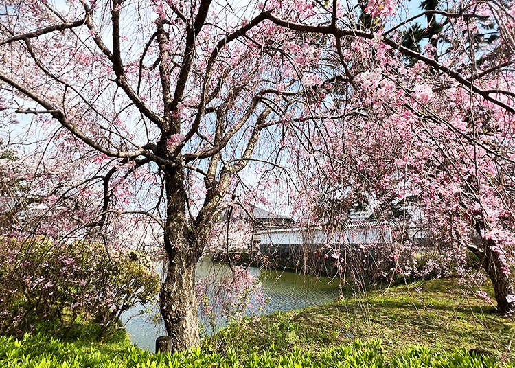 Visiting Odawara Castle in Spring