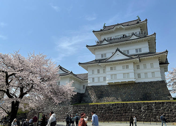 The castle ground is home to around 300 cherry trees