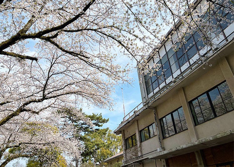 Cherry blossoms outside of the now closed Hoshizaki Memorial Hall, a few minutes away from the shrine.