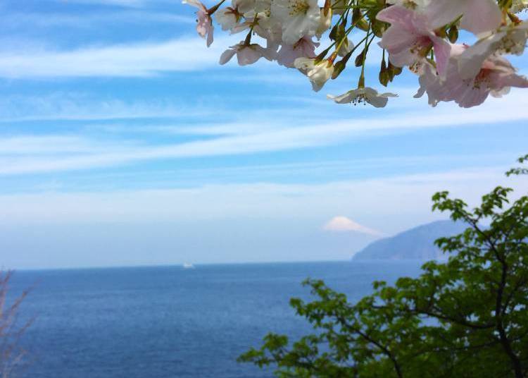 A spectacular view from a drive along the coastline! The ocean, Mt. Fuji, and cherry blossoms