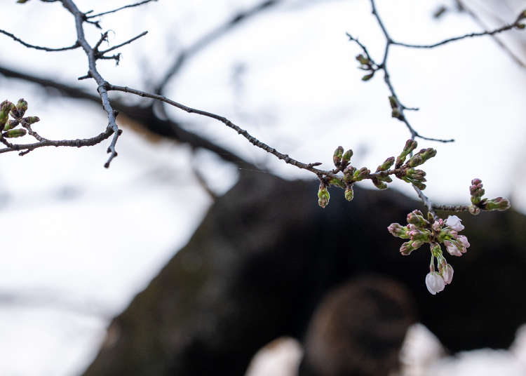 It's Official! Tokyo's Cherry Blossom Season Began Today (March 24)