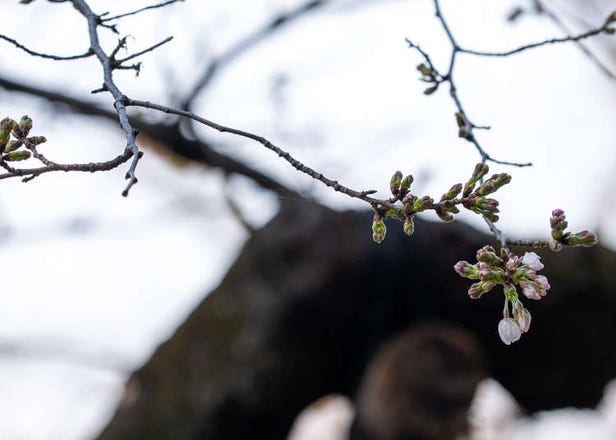 It's Official! Tokyo's Cherry Blossom Season Began Today (March 24)