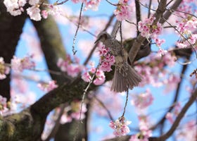 2025 Japan Cherry Blossom Report: Tokyo & Osaka Past Peak Bloom