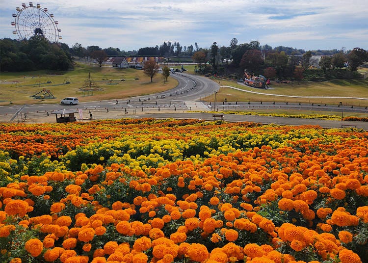 Seasonal Wonders! Flower Fields and Dazzling Illuminations
