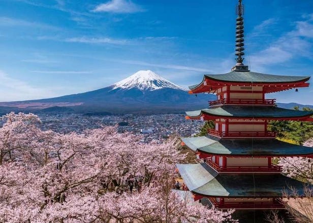 Japan&rsquo;s most famous Mt. Fuji view park cancels cherry blossom festival because of overtourism