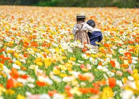 Spring Flowers and Colorful Events Around Tokyo in 2025 – Perfect for Your April and May Itinerary
